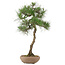 Pinus thunbergii, 65 cm, ± 30 jaar oud