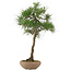 Pinus thunbergii, 65 cm, ± 30 jaar oud