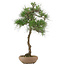 Pinus thunbergii, 65 cm, ± 30 años