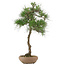 Pinus thunbergii, 65 cm, ± 30 jaar oud