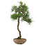 Pinus thunbergii, 65 cm, ± 30 jaar oud