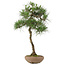 Pinus thunbergii, 65 cm, ± 30 ans