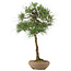 Pinus thunbergii, 65 cm, ± 30 jaar oud