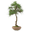 Pinus thunbergii, 65 cm, ± 30 Jahre alt