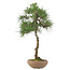 Pinus thunbergii, 65 cm, ± 30 years old