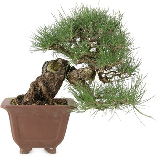 Pinus thunbergii, 28 cm, ± 30 jaar oud