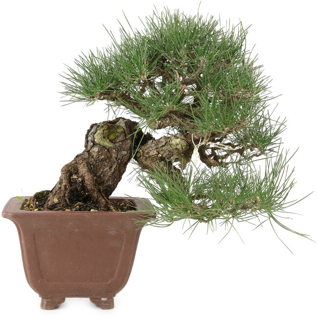 Pinus thunbergii, 28 cm, ± 30 años
