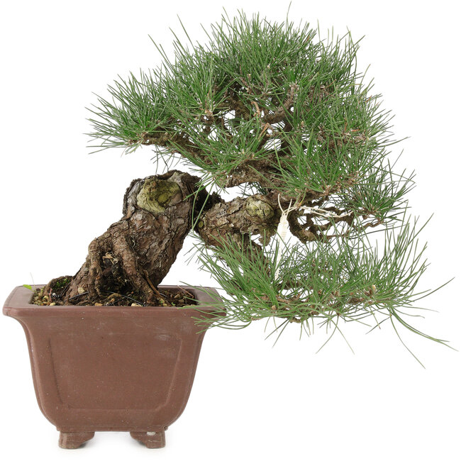 Pinus thunbergii, 28 cm, ± 30 Jahre alt