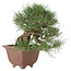 Pinus thunbergii, 28 cm, ± 30 jaar oud