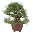 Pinus thunbergii, 28 cm, ± 30 years old