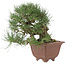 Pinus thunbergii, 28 cm, ± 30 jaar oud