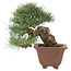 Pinus thunbergii, 28 cm, ± 30 jaar oud