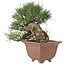 Pinus thunbergii, 28 cm, ± 30 Jahre alt