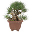 Pinus thunbergii, 28 cm, ± 30 años