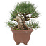 Pinus thunbergii, 28 cm, ± 30 jaar oud