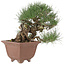 Pinus thunbergii, 28 cm, ± 30 jaar oud