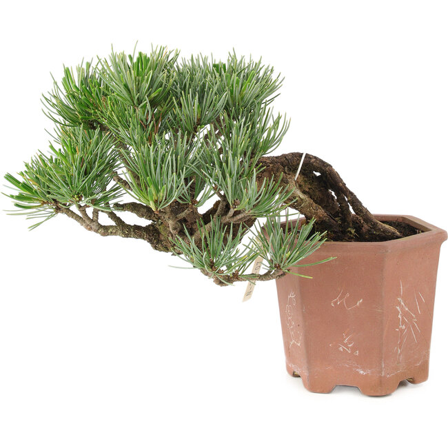 Pinus parviflora, 14 cm, ± 20 jaar oud