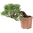 Pinus parviflora, 14 cm, ± 20 jaar oud