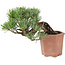 Pinus parviflora, 14 cm, ± 20 Jahre alt