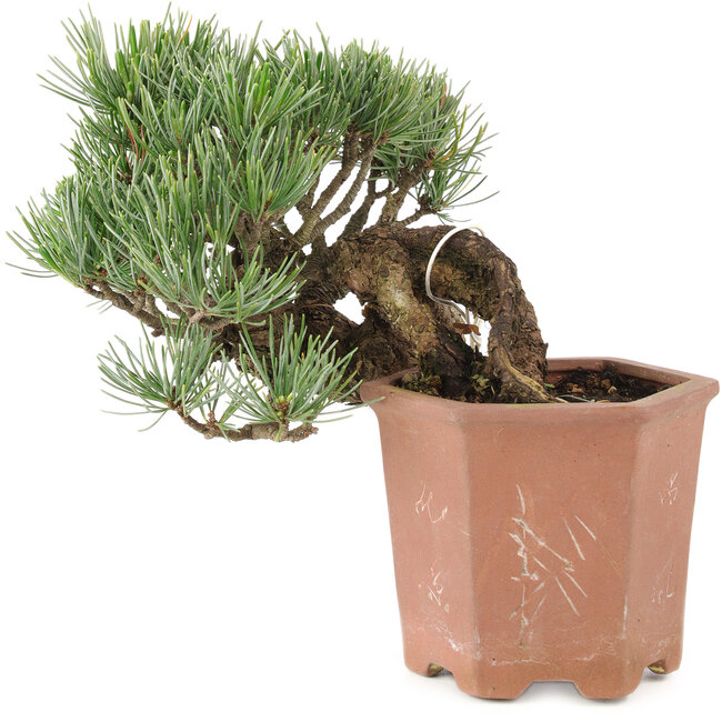 Pinus parviflora, 14 cm, ± 20 años
