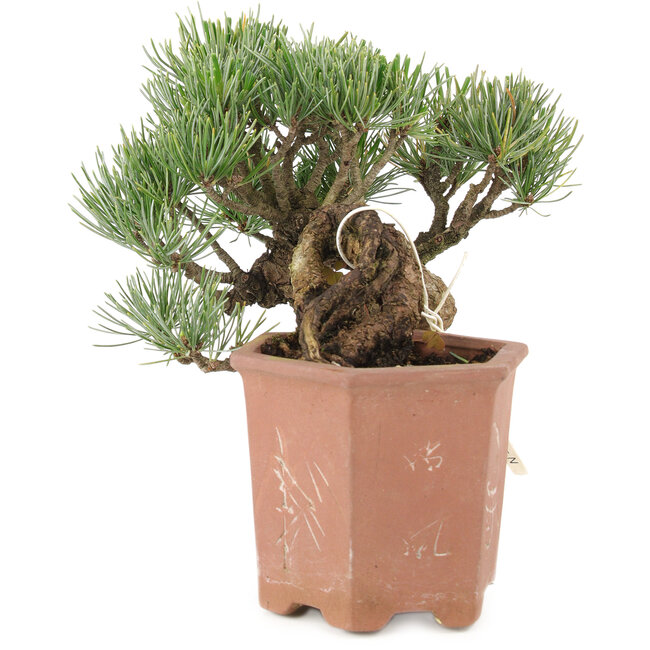 Pinus parviflora, 14 cm, ± 20 años