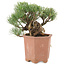 Pinus parviflora, 14 cm, ± 20 Jahre alt