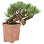 Pinus parviflora, 14 cm, ± 20 years old