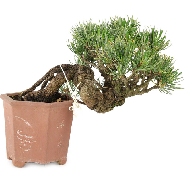 Pinus parviflora, 14 cm, ± 20 años