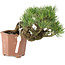 Pinus parviflora, 14 cm, ± 20 jaar oud