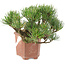 Pinus parviflora, 14 cm, ± 20 years old