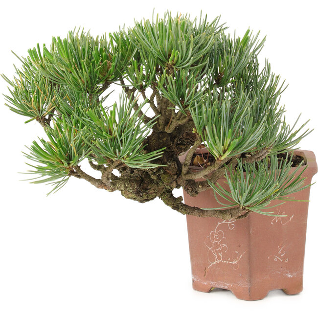 Pinus parviflora, 14 cm, ± 20 ans