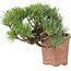 Pinus parviflora, 14 cm, ± 20 jaar oud