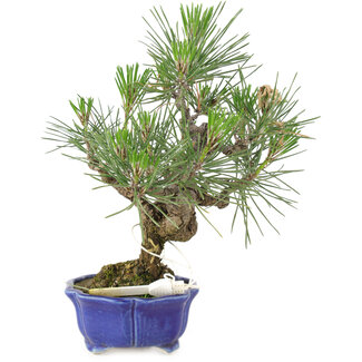 Pinus thunbergii, 21 cm, ± 15 jaar oud