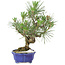 Pinus thunbergii, 21 cm, ± 15 Jahre alt