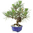 Pinus thunbergii, 21 cm, ± 15 jaar oud