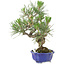 Pinus thunbergii, 21 cm, ± 15 años