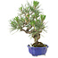 Pinus thunbergii, 21 cm, ± 15 jaar oud