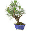 Pinus thunbergii, 21 cm, ± 15 anni