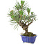 Pinus thunbergii, 21 cm, ± 15 Jahre alt