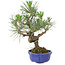 Pinus thunbergii, 21 cm, ± 15 ans