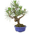 Pinus thunbergii, 21 cm, ± 15 Jahre alt