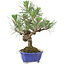 Pinus thunbergii, 21 cm, ± 15 jaar oud