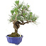 Pinus thunbergii, 21 cm, ± 15 años