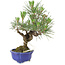 Pinus thunbergii, 21 cm, ± 15 anni