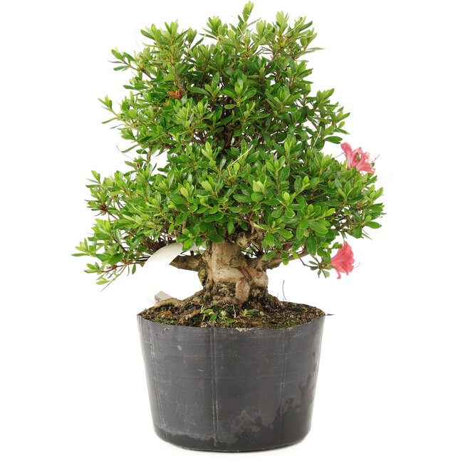 Rhododendron indicum Kotaro, 25 cm, ± 25 jaar oud