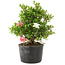 Rhododendron indicum Kotaro, 25 cm, ± 25 Jahre alt