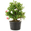 Rhododendron indicum Kotaro, 25 cm, ± 25 Jahre alt