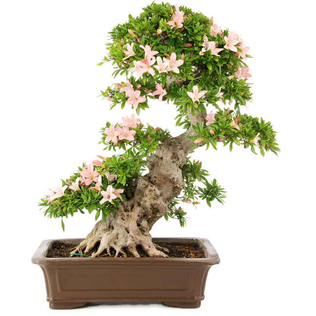 Rhododendron indicum, 62 cm, ± 25 anni