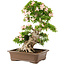 Rhododendron indicum, 62 cm, ± 25 anni