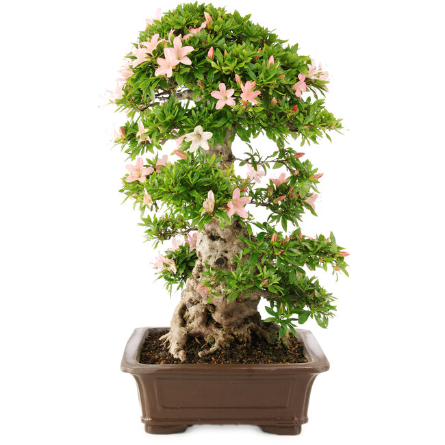 Rhododendron indicum, 62 cm, ± 25 years old